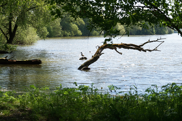 Bild9ll