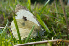 Bild7t